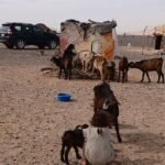 Best time to visit Morocco for Sahara desert spring flowers and comfortable city exploration