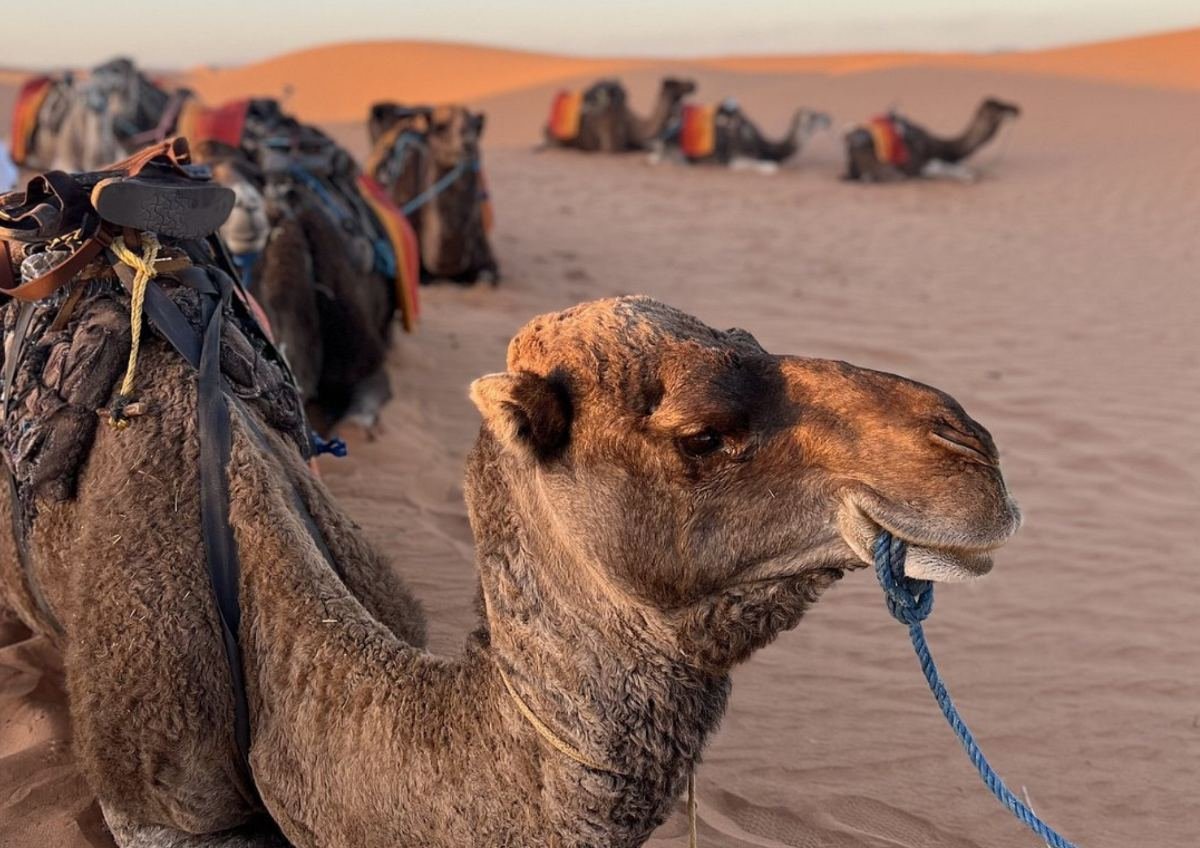 Luxury desert camp Morocco with glamping tents gourmet dining and private butler service