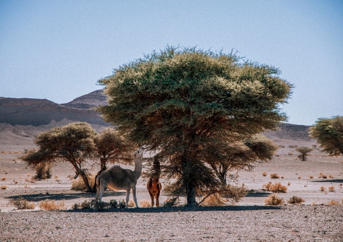 Morocco 4x4 desert tour navigating remote Sahara pistes and sand sea crossings